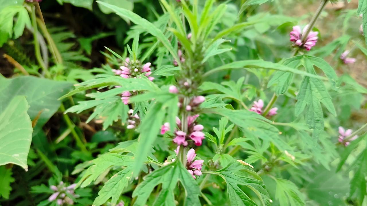 真心话茶局这种花花漂亮吗？这叫益母草，是一种对女人很有益处的草本植物！但不知道的