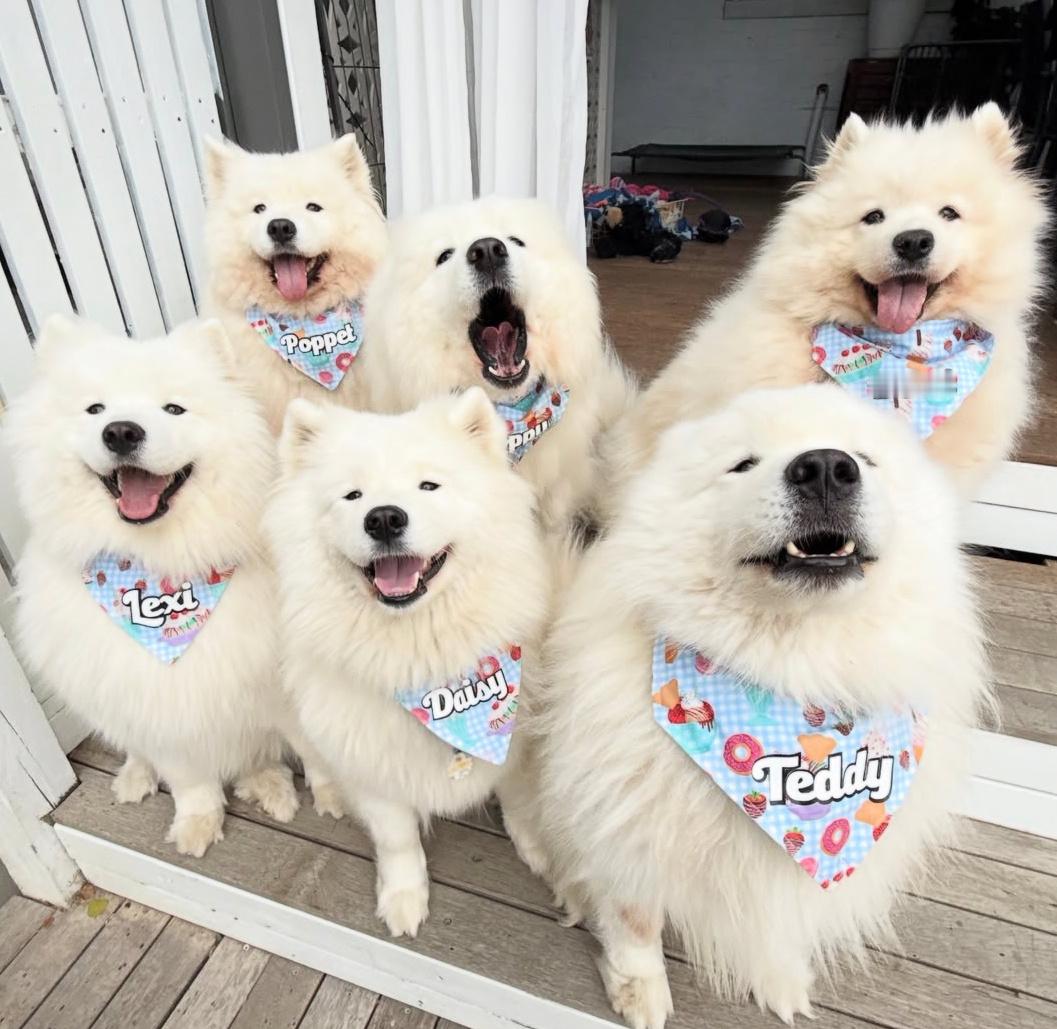 欢迎光临～耶总会！请挑选你钟意的耶耶 