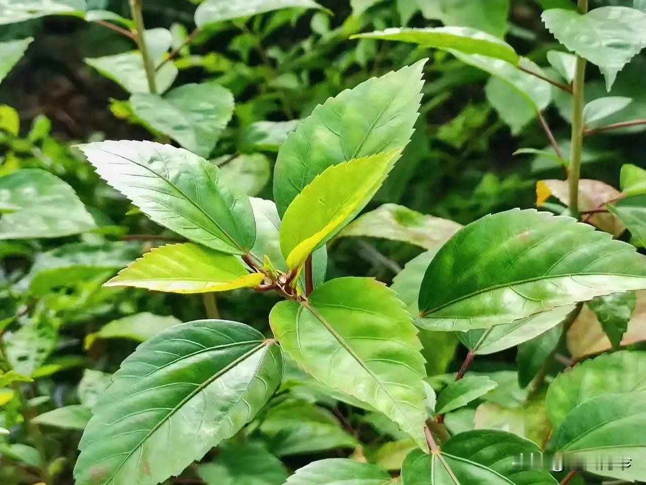 美霞，90后店长，渴望嫁人又不敢拍拖，25岁时，与店里经理恋爱，那时她一个小员工
