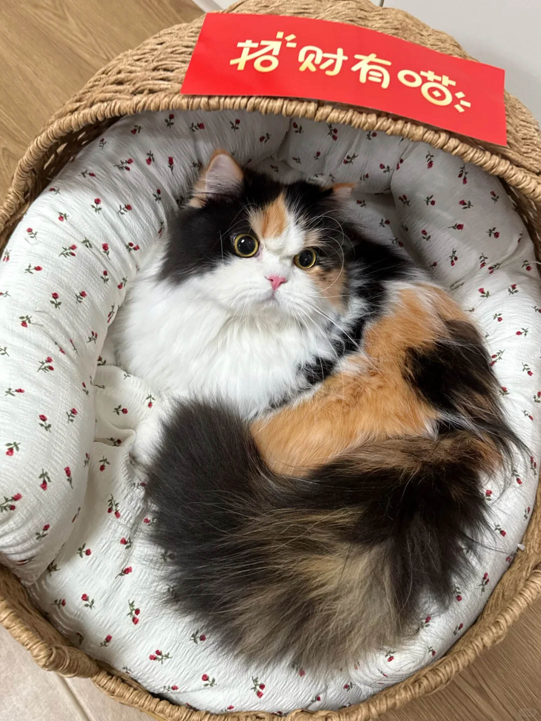 听说招财猫的原型是三花猫
