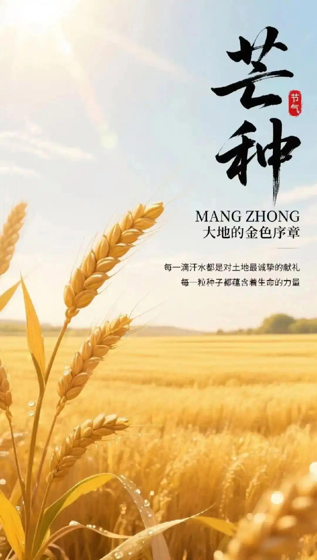 今日是二十四节气里面的芒种。

芒种含义是“有芒的麦子快收，有芒的稻子可种”，标
