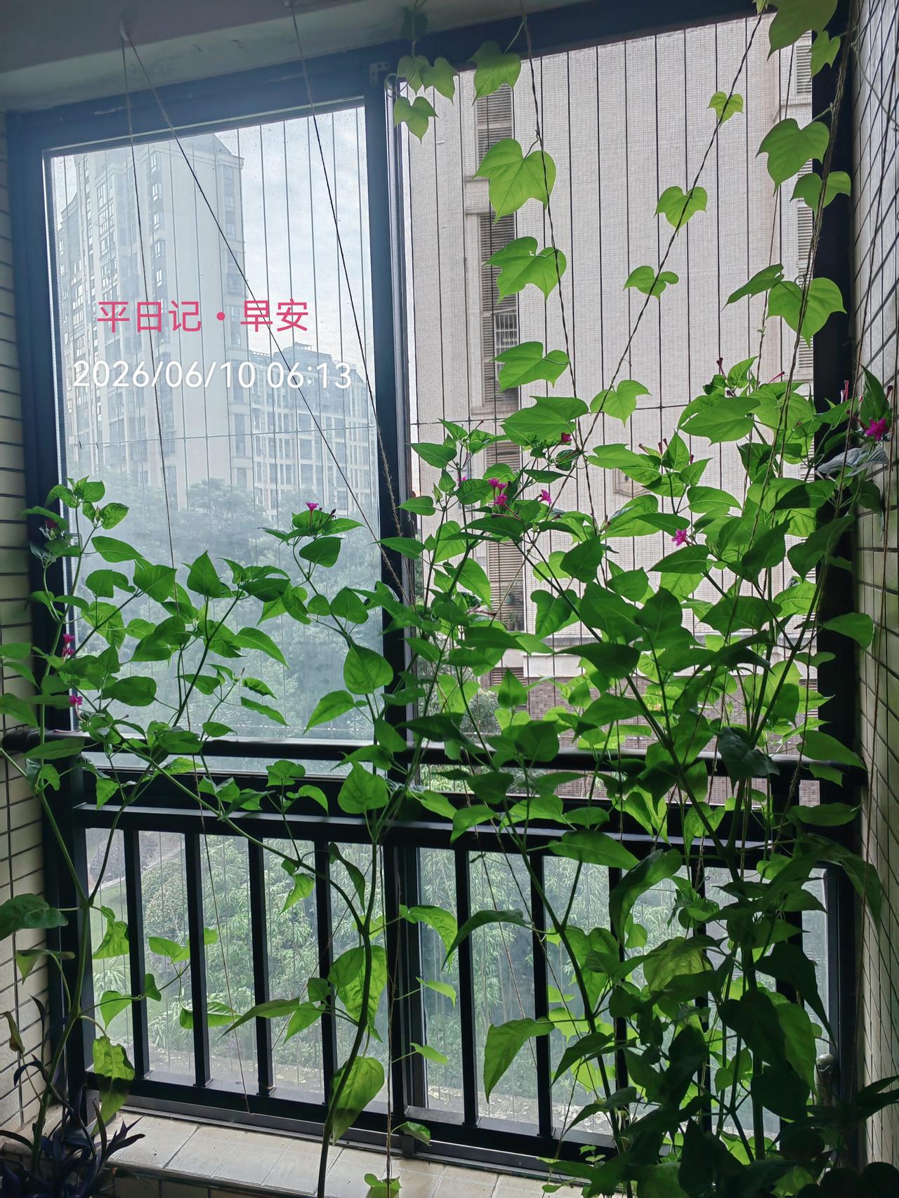 平日记•早安

平凡的生活里，偶尔驻足，慢下心来，满眼绿意，细嗅花香。

一隅风