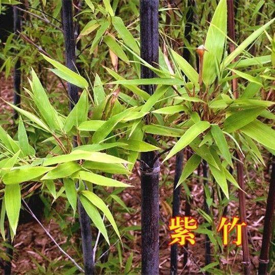 竹子穿透路灯成奇景，安全警钟怎能不敲响？
近日，浙江绍兴新昌县一竹子穿透路灯生长