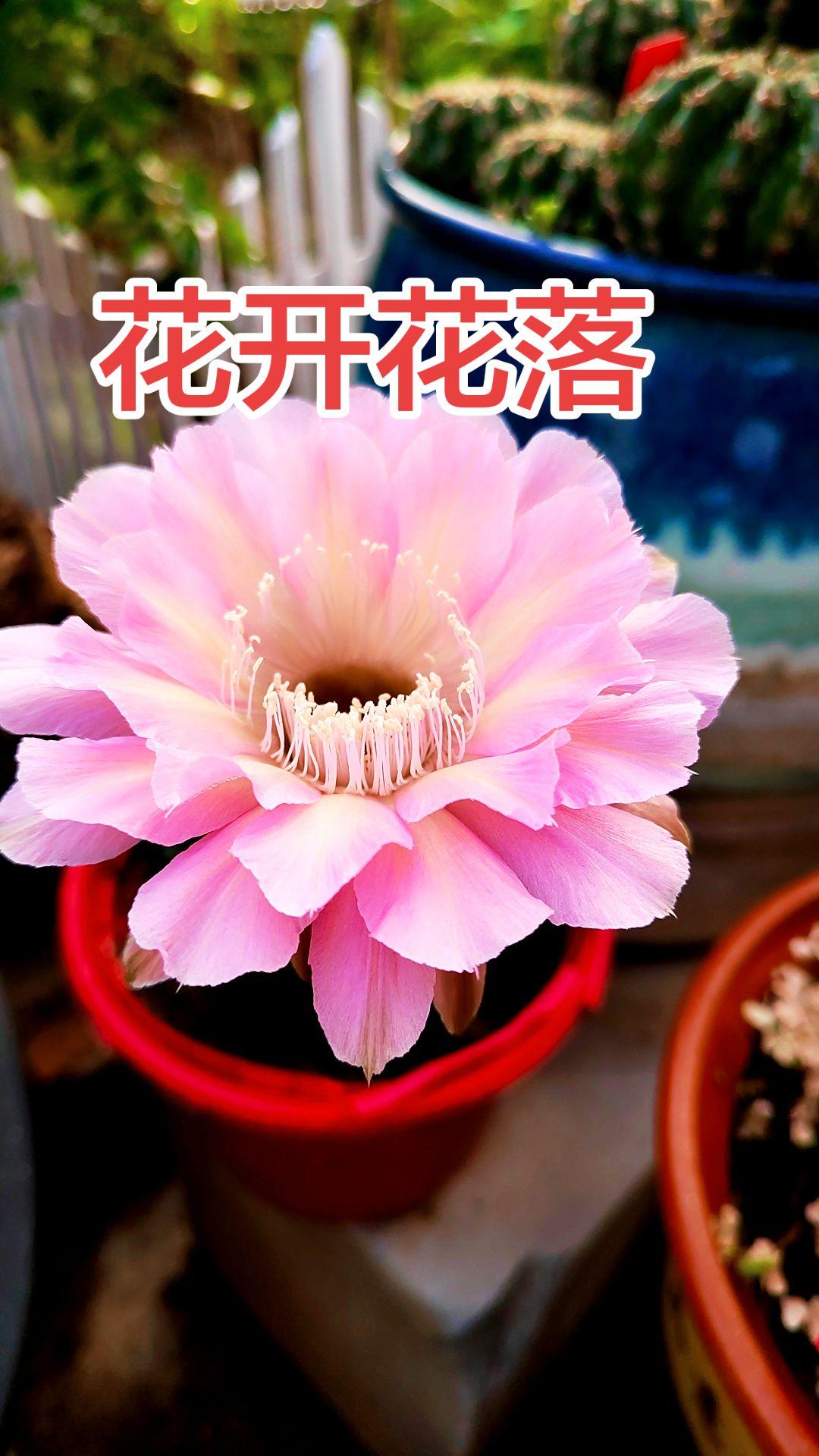 仙人球开花了好美 拍花悦己