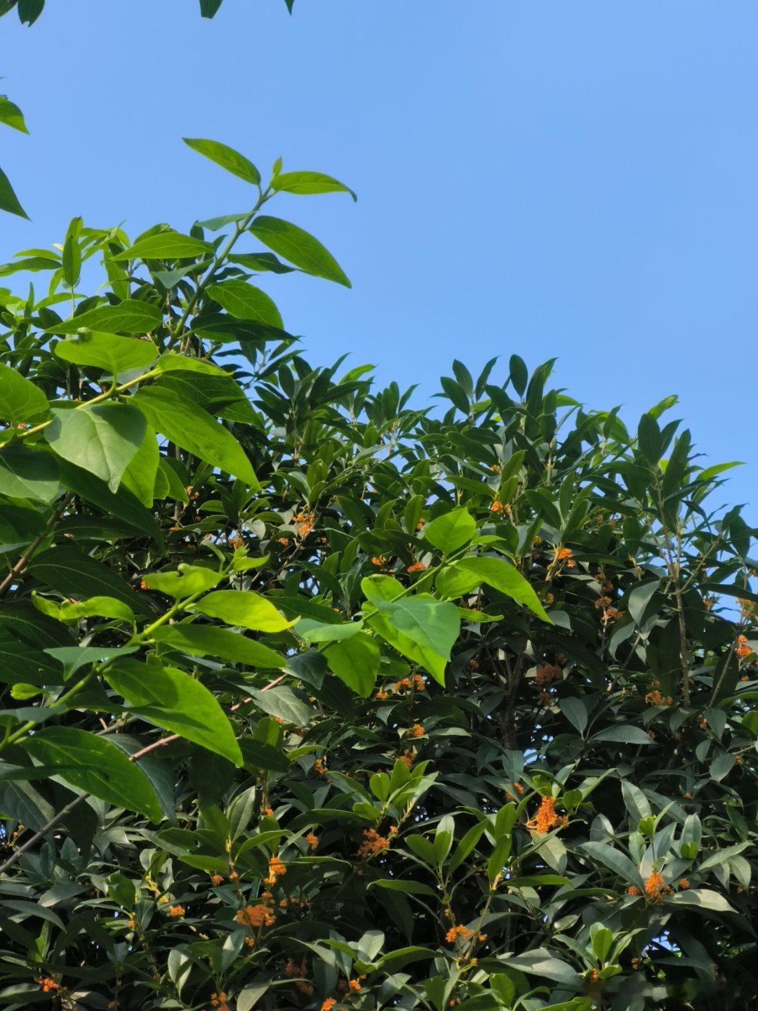 今日出伏，酷暑依旧路边暗香袭来，已经到了八月桂花香满城的日子了吗今年成都的桂花是
