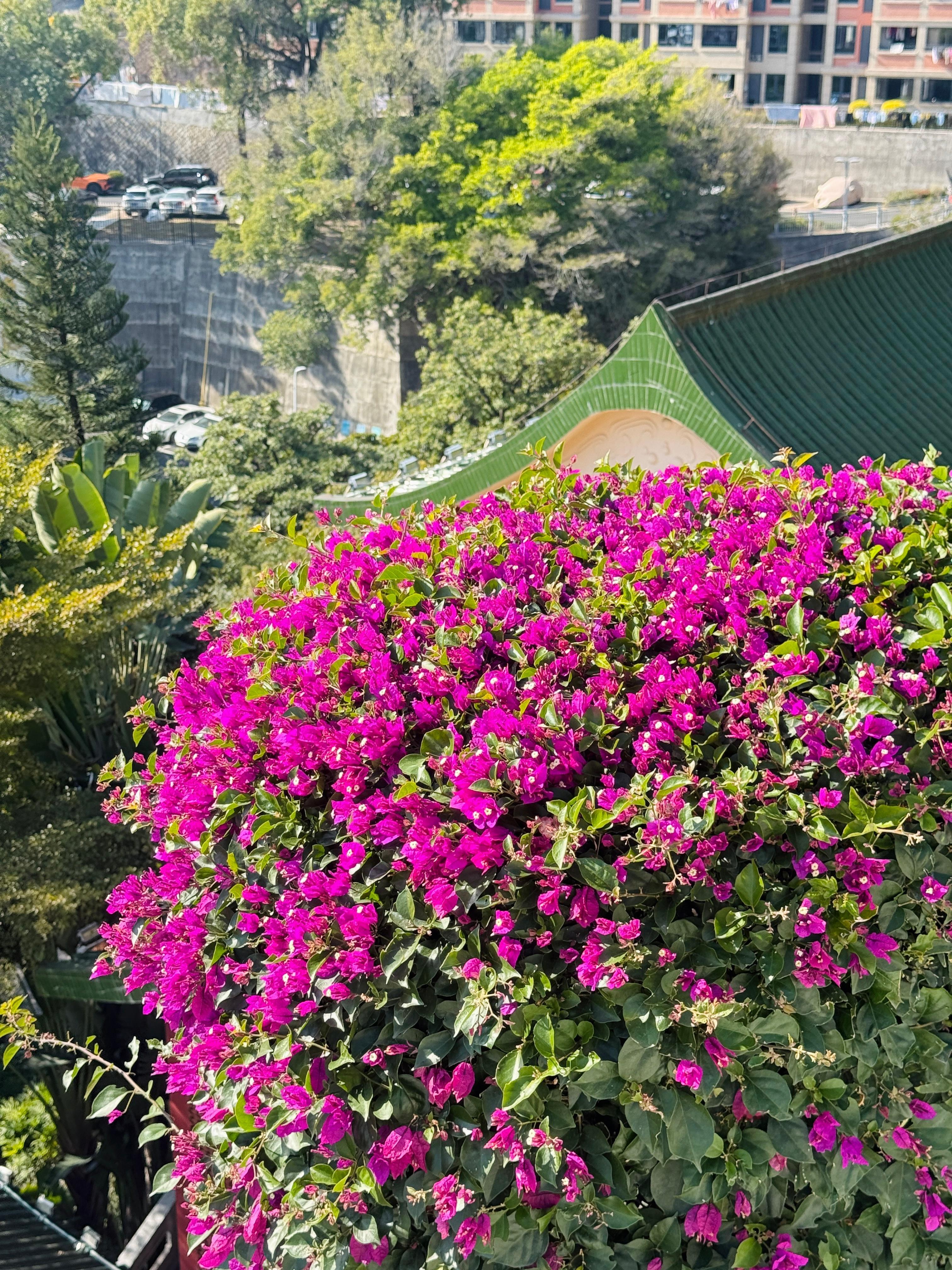 早晚冷归冷，白天有太阳的时候真的很暖和. 厦门·鸿山寺