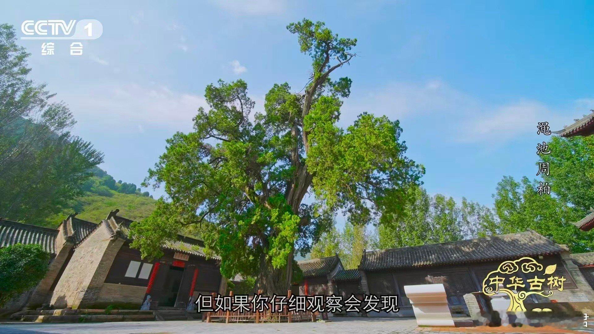 柏树受伤愈合成一种沧桑之美古柏的伤痕，是时光的勋章。河南这株侧柏以新生木质修复千