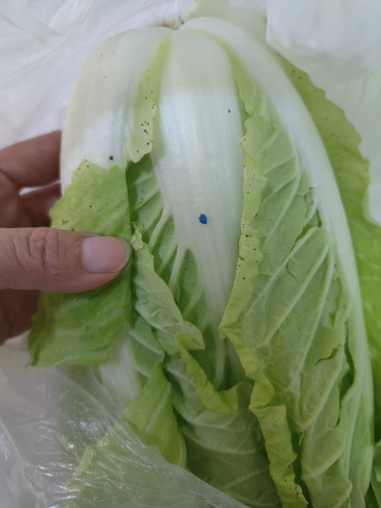 谁能告诉我，这白菜上蓝色的东西是什么？能不能吃？吃的话需要注意什么？[捂脸][捂