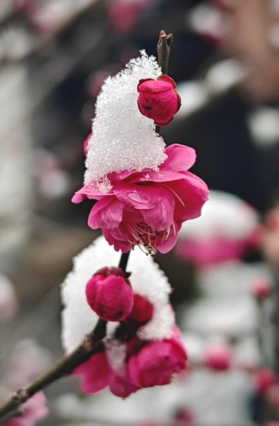 雪给梅的红盖了层薄纱，像把热烈的火，轻轻拢进了冬的清冷梦里。
🌸 梅把雪当作绒