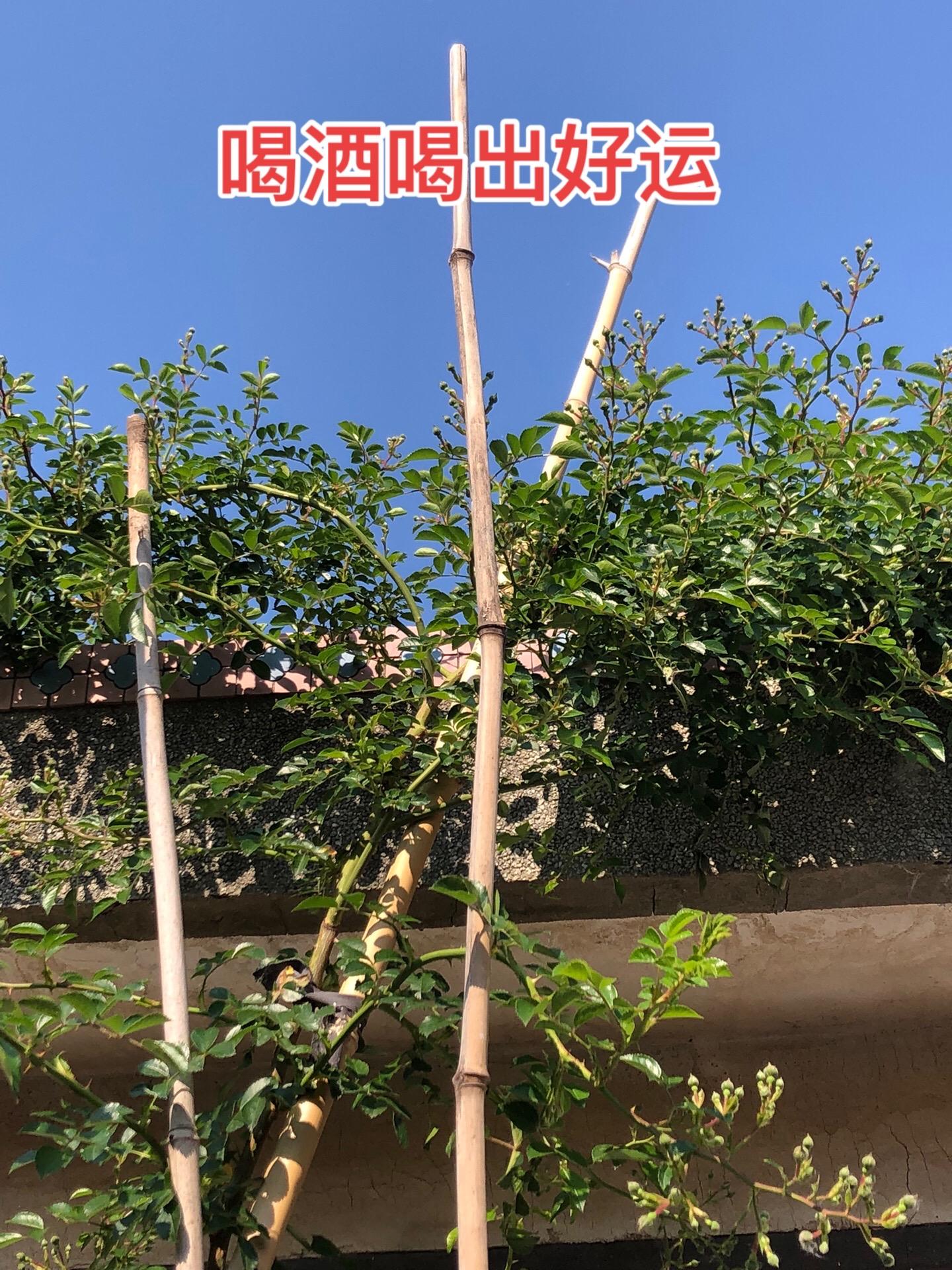 阮籍——喝酒喝出来的好运。 大多数人因为喝酒误事，阮籍却是个例外。他靠...