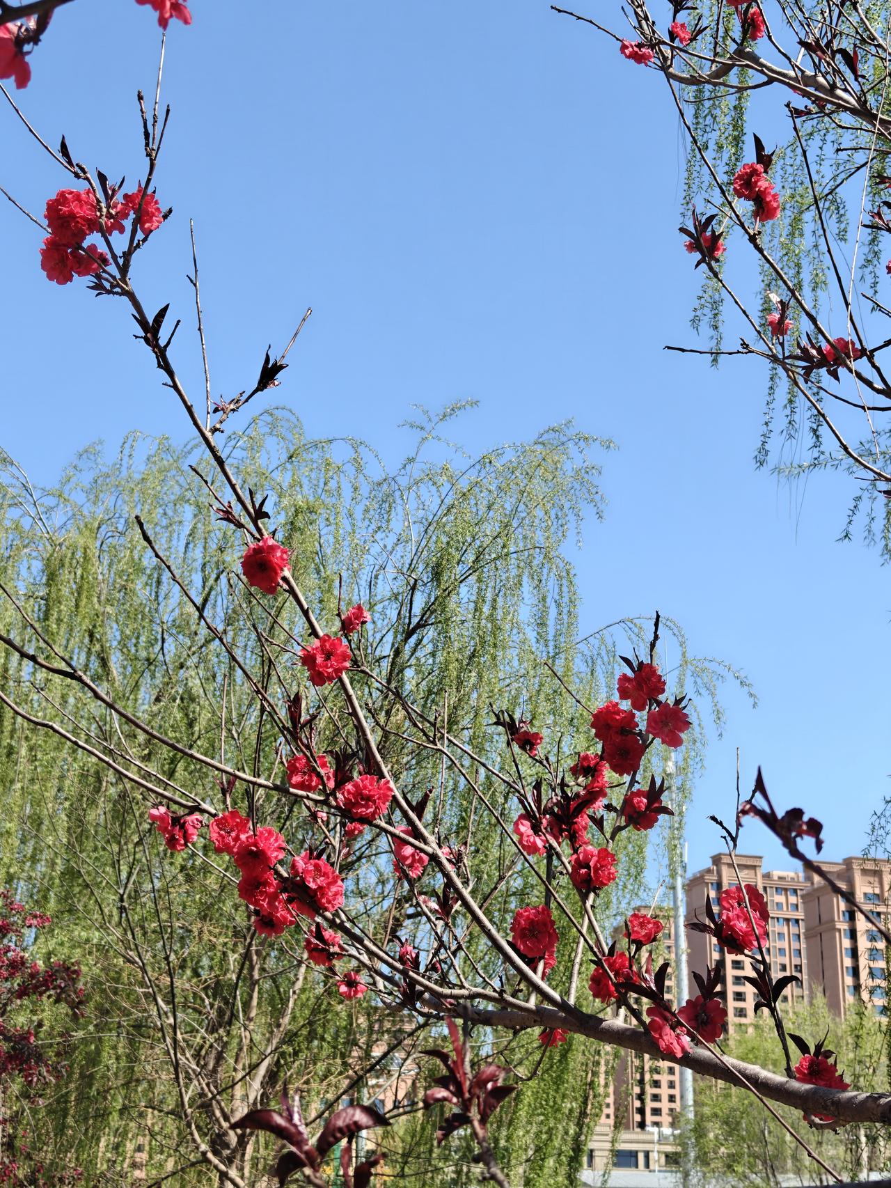 最美人间四月天，小河边的带状公园简直美炸了！海棠、碧桃、丁香都盛开啦。
海棠花艳