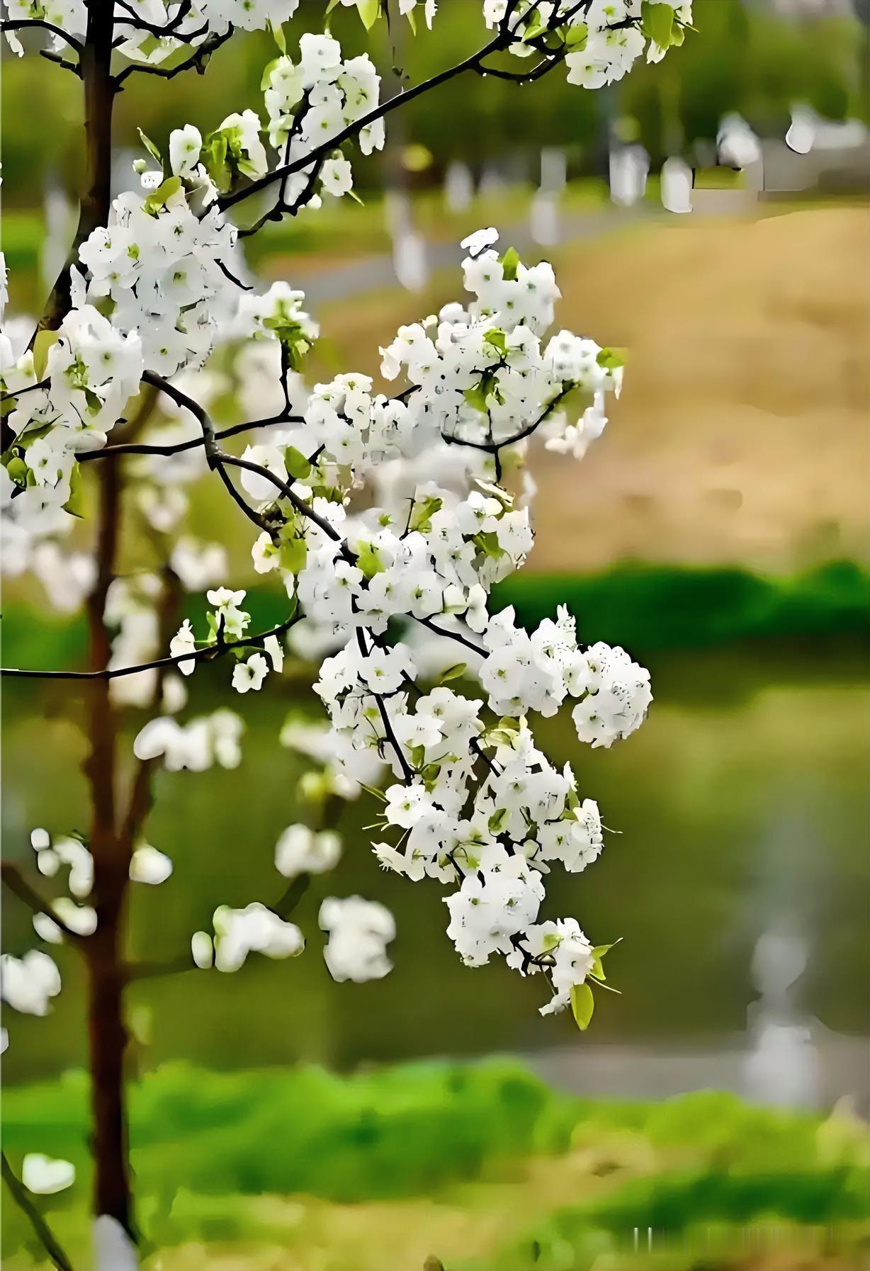 上联：雨打梨花千点泪
下联：有请雅士[玫瑰][玫瑰][玫瑰]