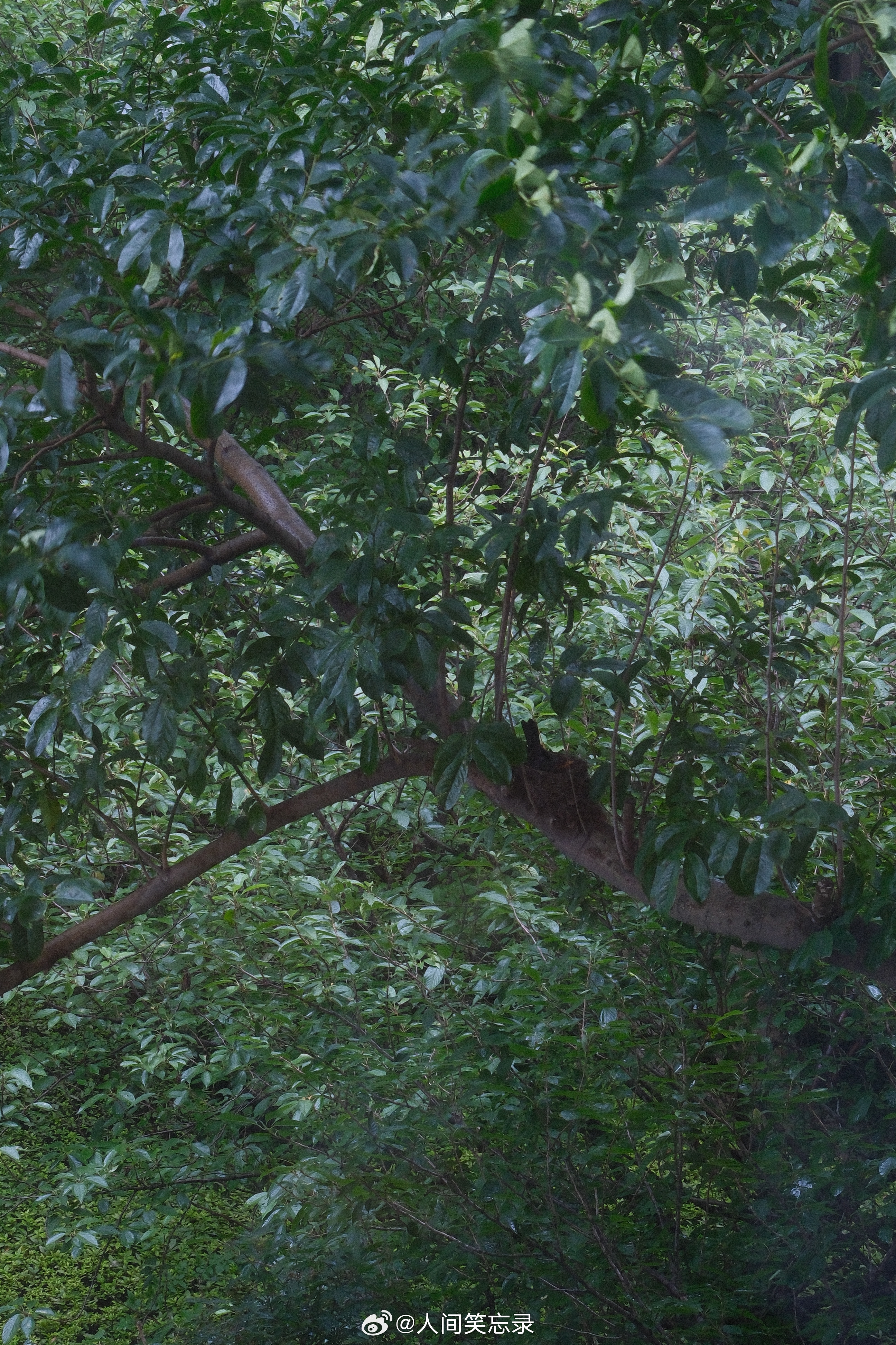 早上挪英大战时看到小鸟和窝都还在，球赛快结束时，发现小鸟正在风中寻找自己的窝。为