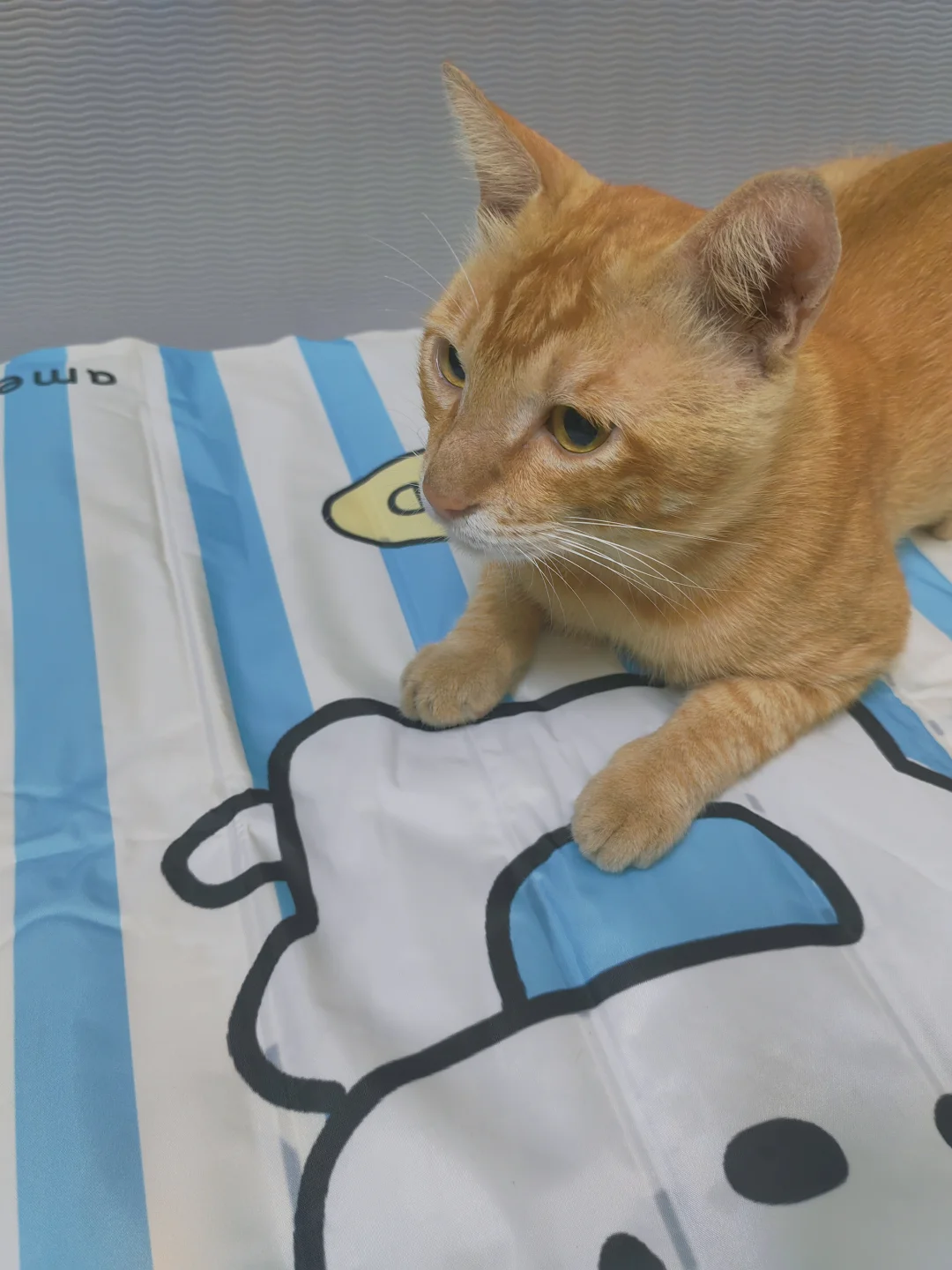 猫一天 20 小时黏在冰垫上😆