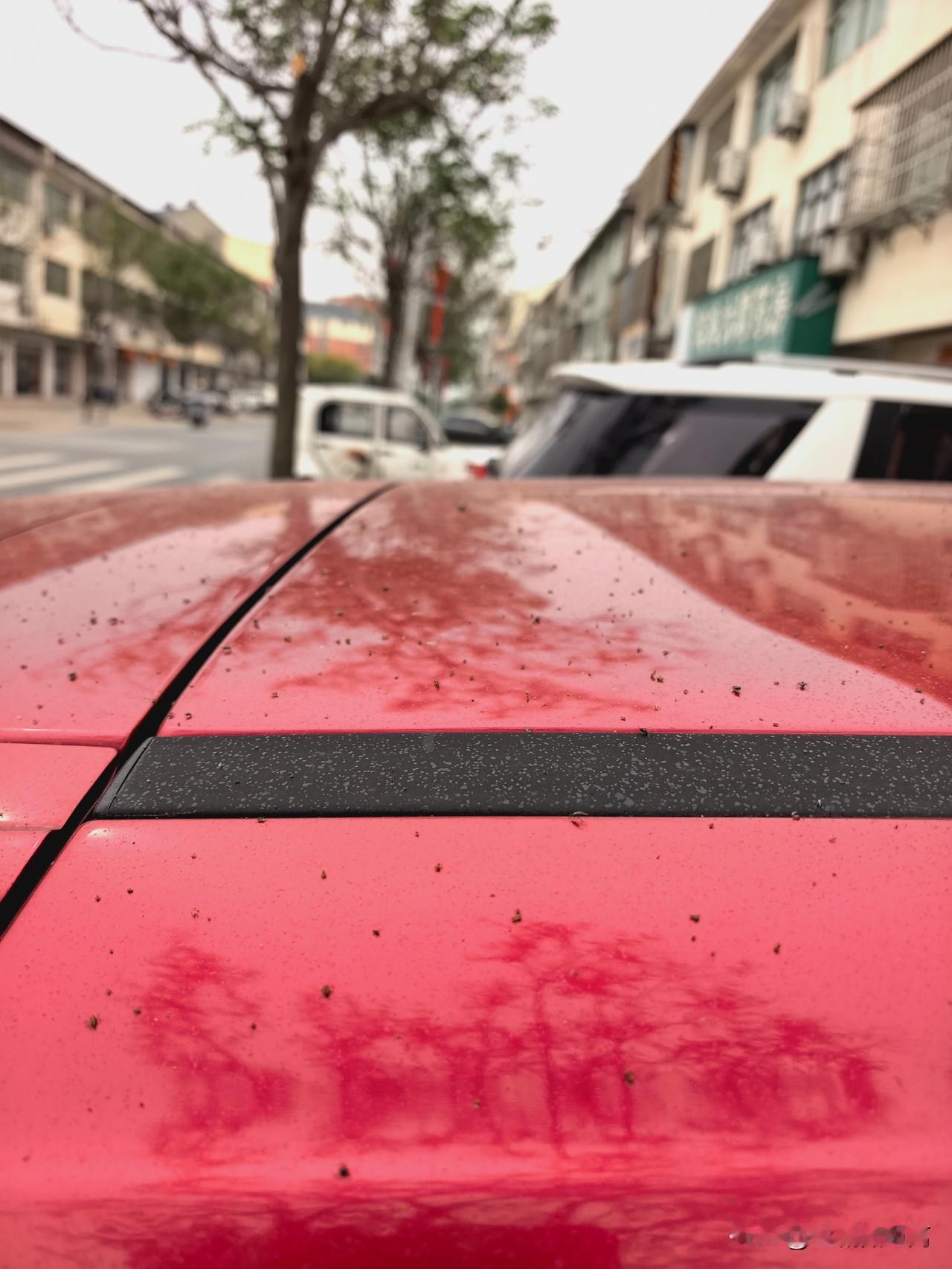 滨海网友吐槽：通榆新街道绿化树生虫多年无人管，绿化树生虫，虫子的排泄物像小毛雨一