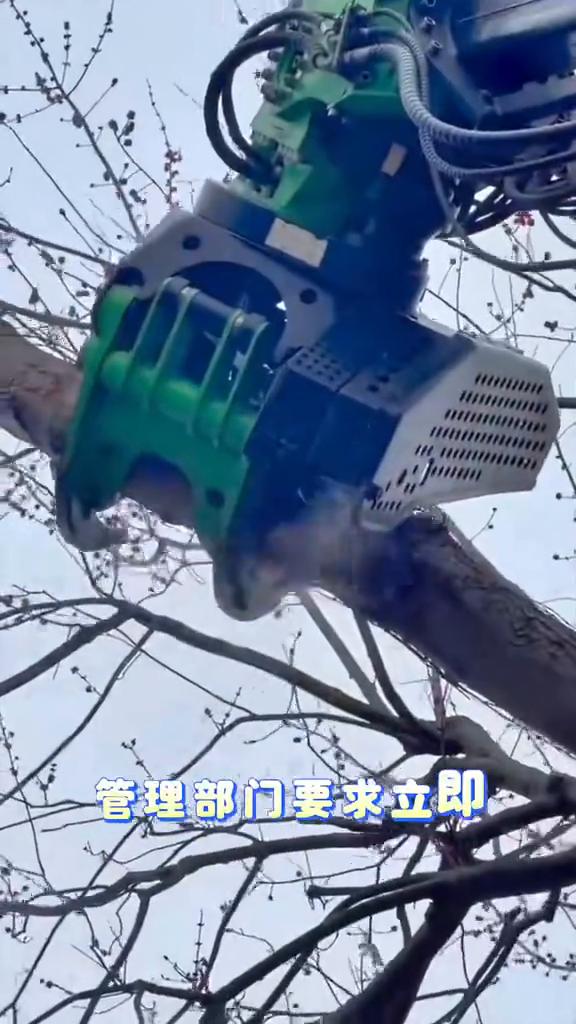 能想象到吗？清理树木竟然能这么简单。这块地上的树木开始向马路和电线倾斜，管理部门