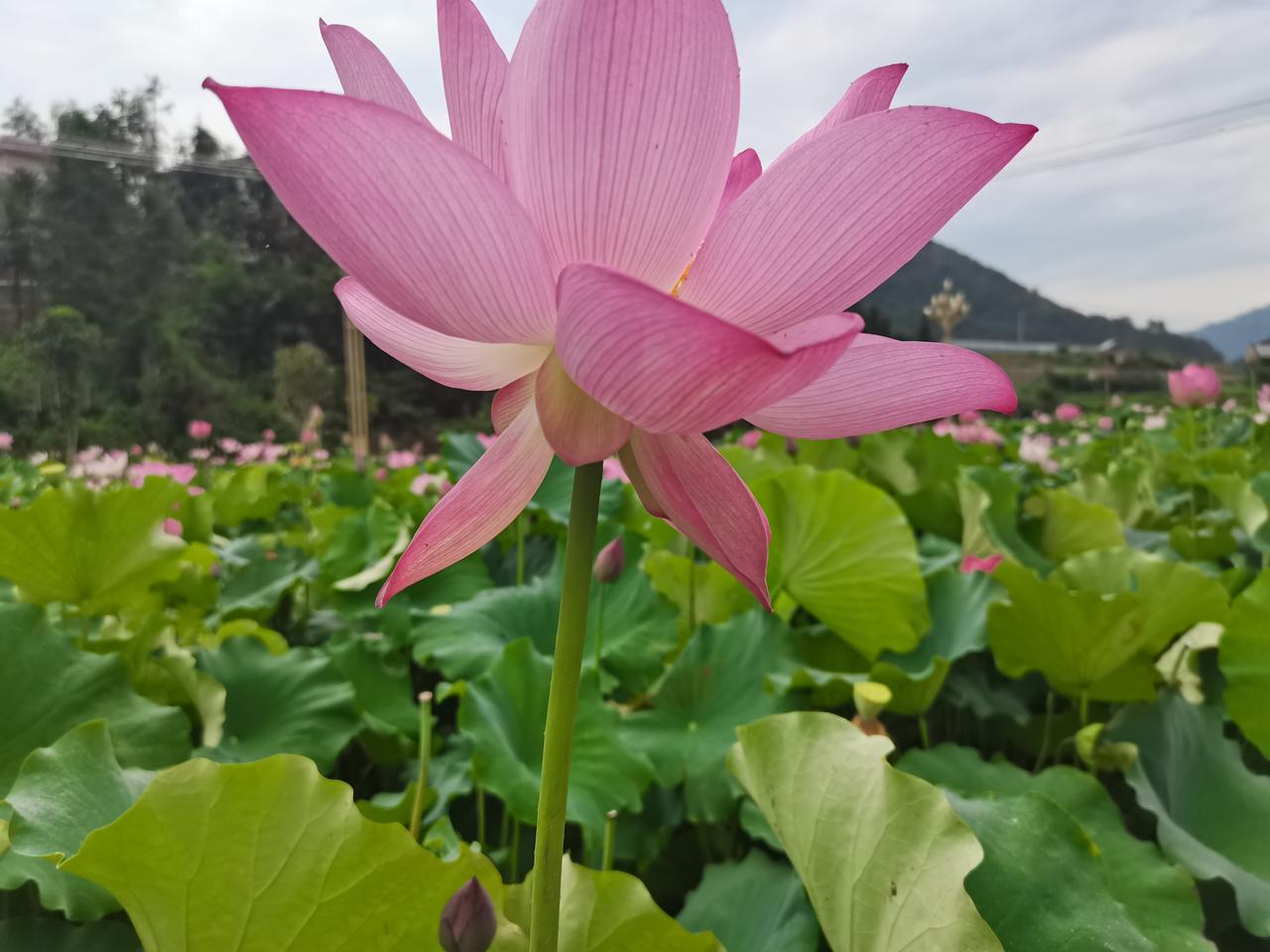 上联：荷塘荷叶荷花艳
下联：柳岸柳挥柳絮飞
[微风][微风][微风][微风][微