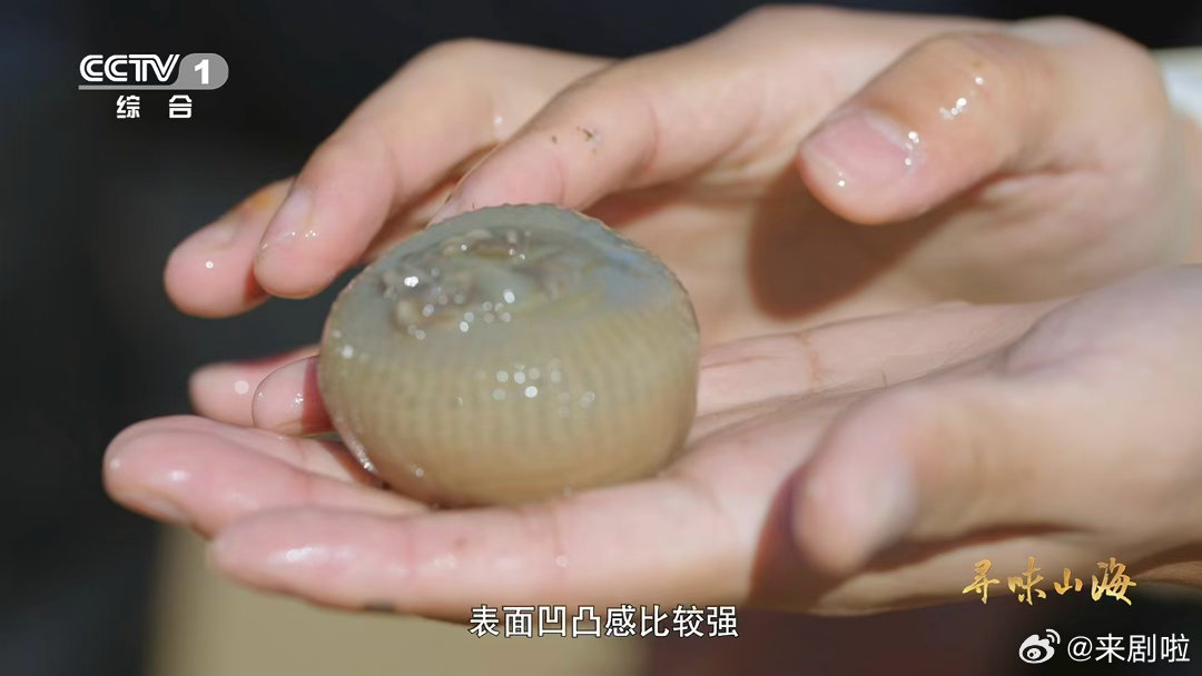 浙江有种长在海里的蒜沙蒜不是蒜是海鲜 救命！浙江台州人起名也太随意了！海葵因为像