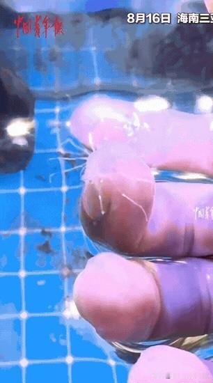 [微风]“彻底解释不清了！”一男子在海南三亚潜水，一头扎进水里，结果他好一会没有