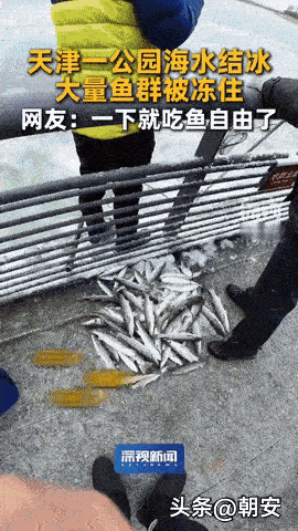 惊掉下巴！

天津滨海公园冰面藏满梭鱼，市民凿冰狂欢，有人却踩冰落水！


寒潮