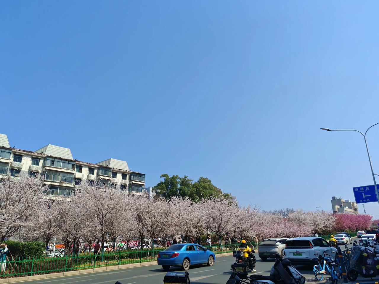 晒图笔记大赛光谷广场樱花花海在马路正中间，赏花人千万要注意车流。