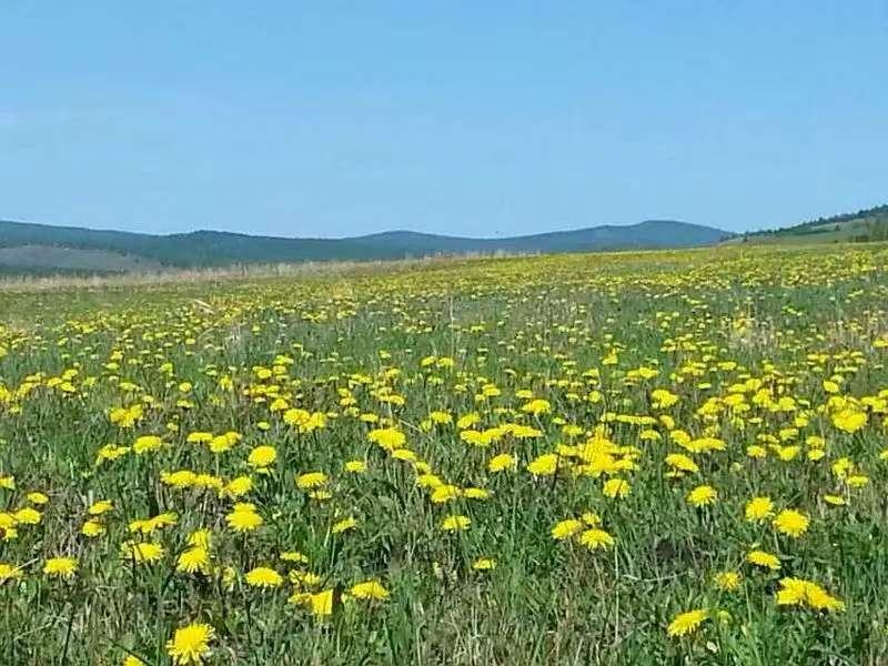 金字经·野花
不向名园住，
荒坡沟坎舒。
苔作铺陈石作庐，
嘘，露来先洗朱。
香