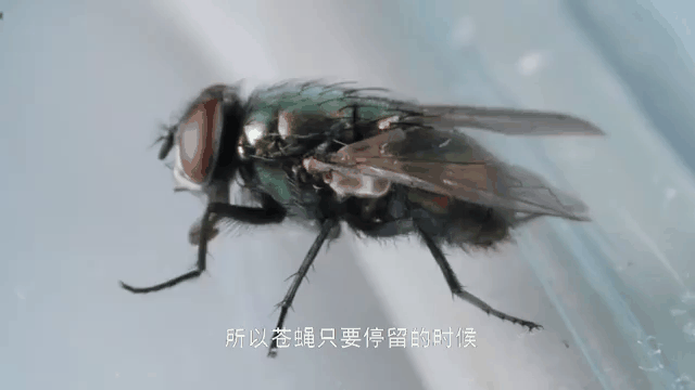 虫子半夜吃饭吧唧嘴被男子当场处决那个谁~啊~看你吃饭还吧唧嘴不，瞅瞅下场 