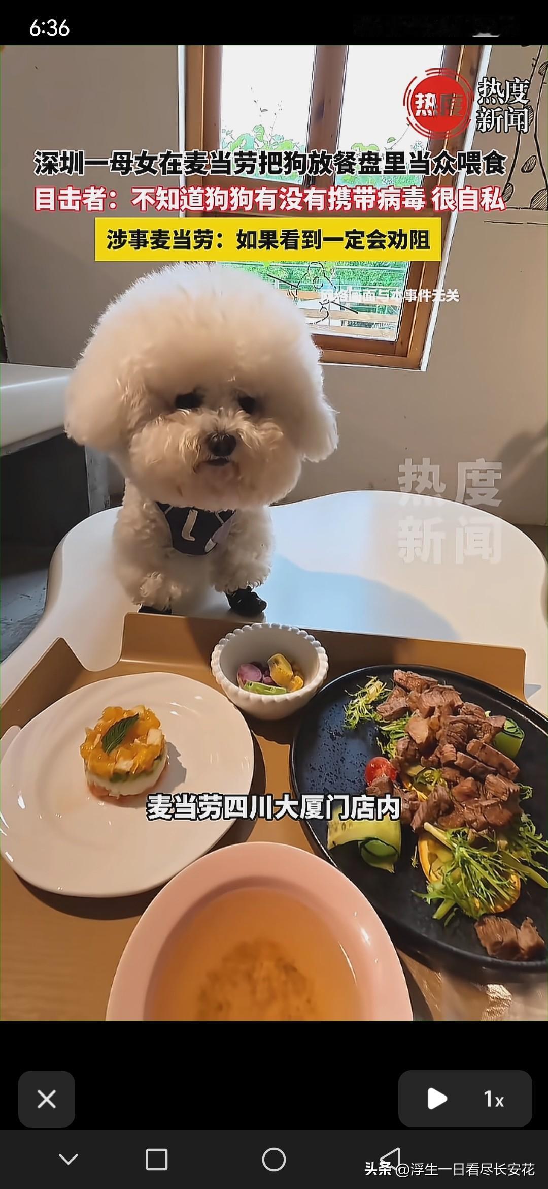 养宠物把小狗当成家人本身无可厚非，私下在家怎么宠溺都属于个人自由，但公共快餐店是