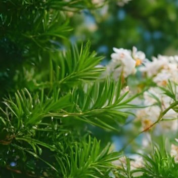 每日一善  每日一善   阳光信用 每一个生命都是美丽的，再小的花也不会拒绝。蓝