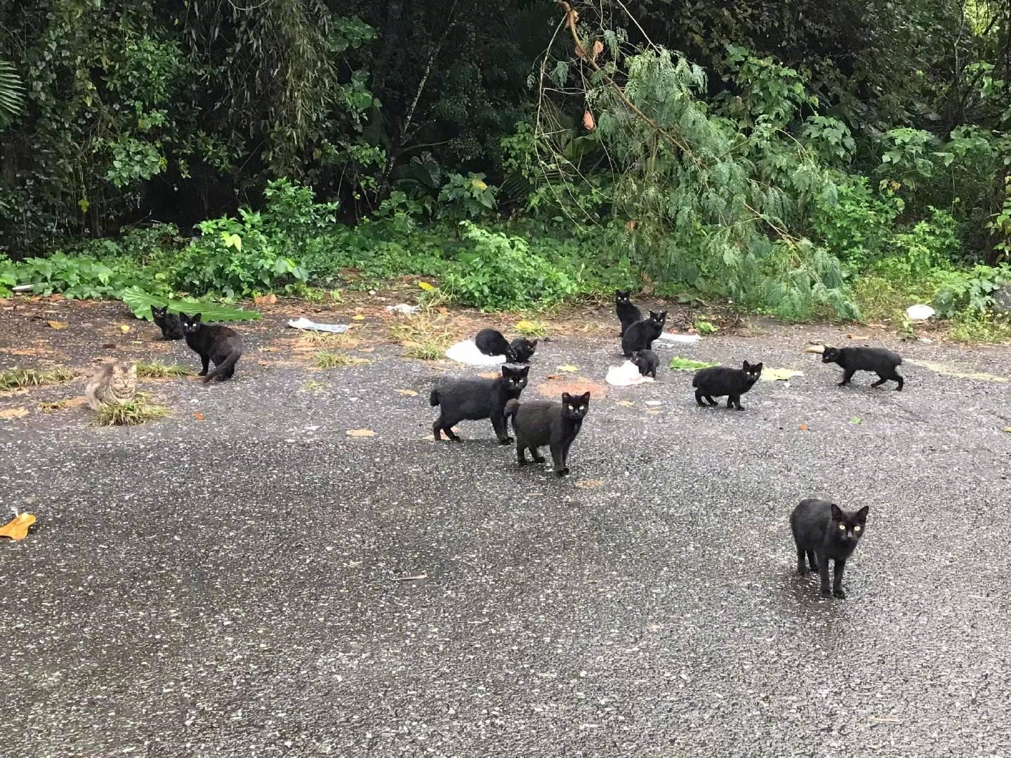 路上遇到一群黑猫...