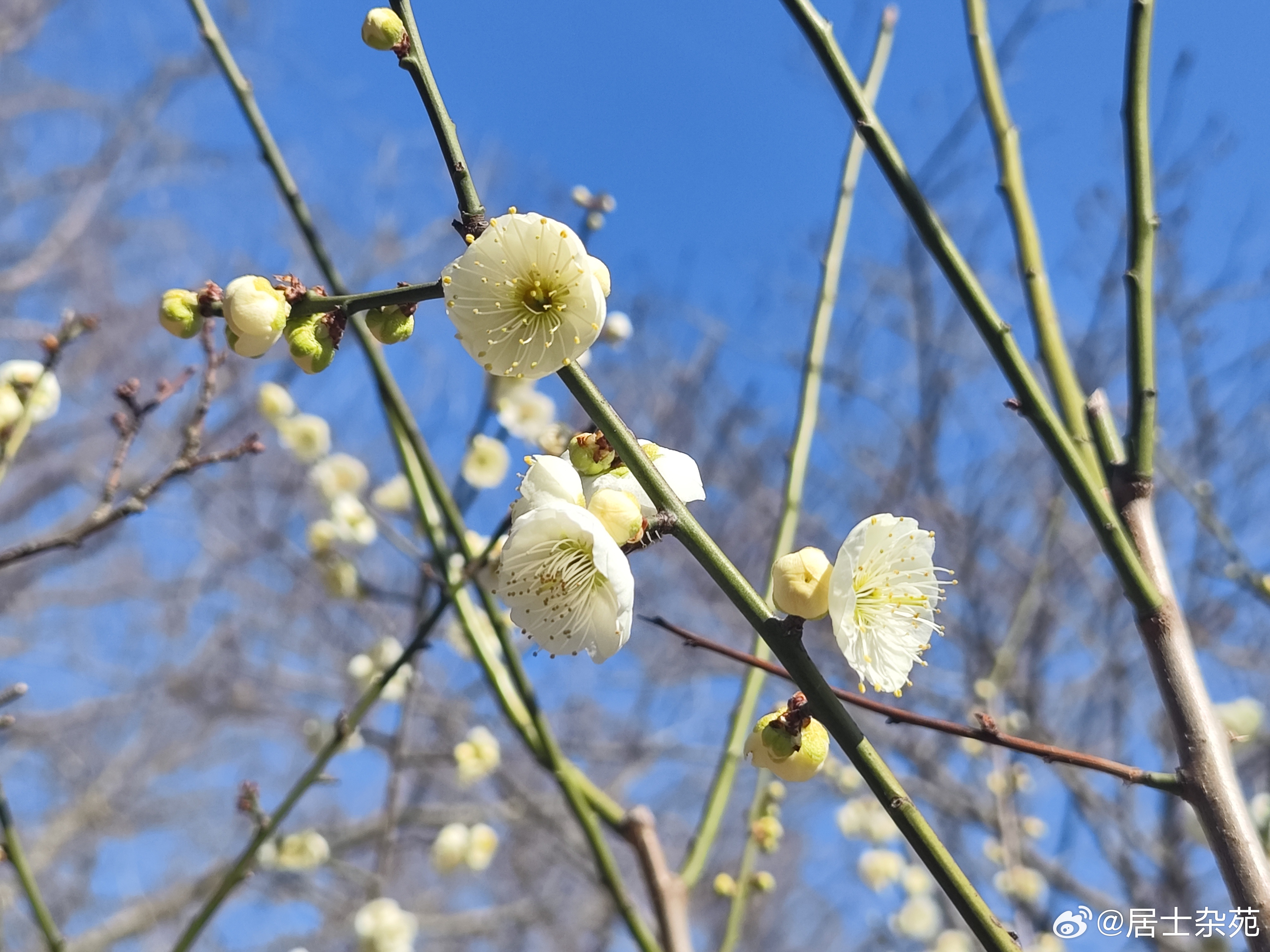 梅香飘散春常在上堂开示颂唐.黄孽师尘劳迥脱是非常，紧把绳头做一场。不经一番寒彻骨