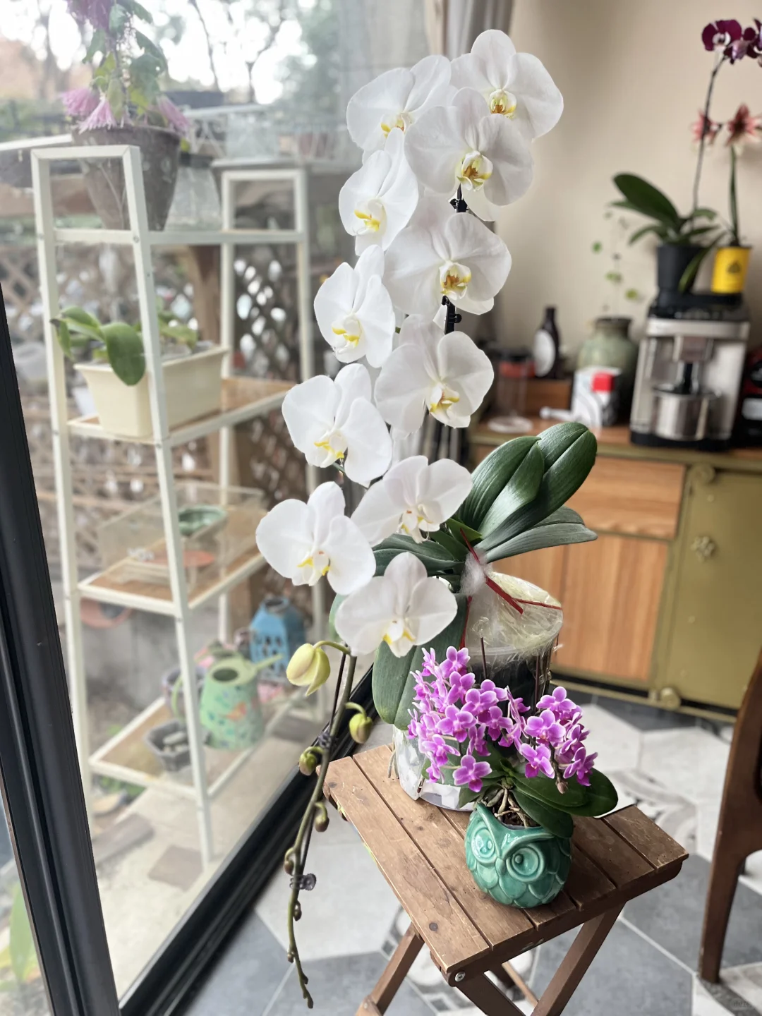 龙兰大白和椎名小可爱
