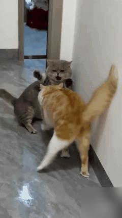 一女子发现自家橘猫趁人不注意，偷偷舔舐桌面洒下的白酒，吃得意犹未尽。

说真的这