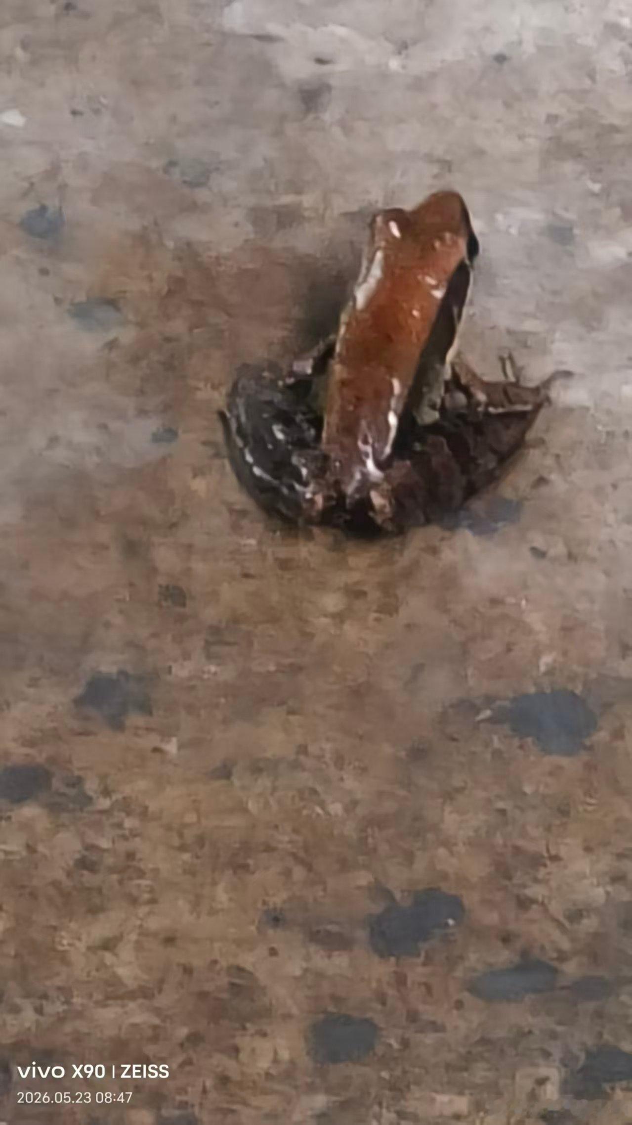 我妈给我发了个照片说今天看到一只奇怪的青蛙跳到我家来了搜了一下 居然是三有动物 