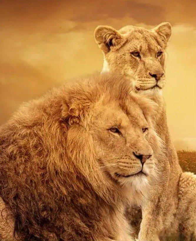 #不考虑物种你想跟谁结婚#那还是嫁给狮子吧🦁️虽然是狮群社会是多妻制度但是至少