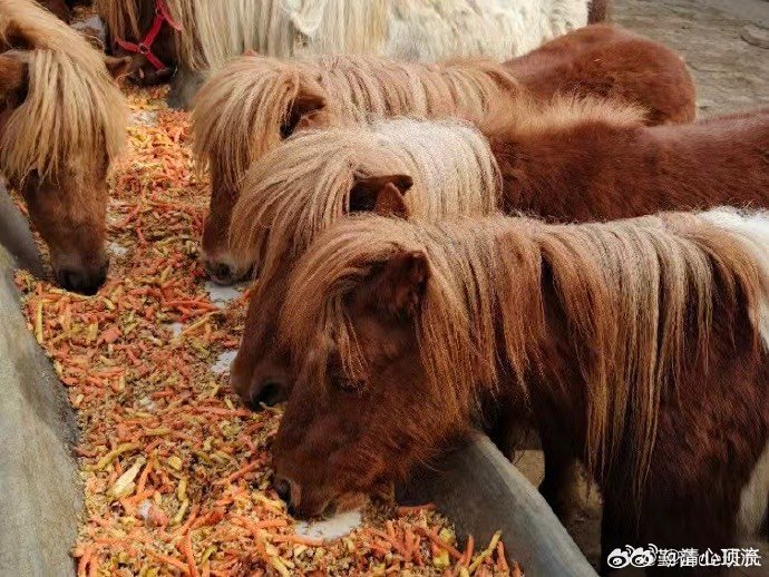 商家称马年矮脚马销量暴涨7成日养成本两三块的家庭萌马   现实版小马宝莉杀疯了?