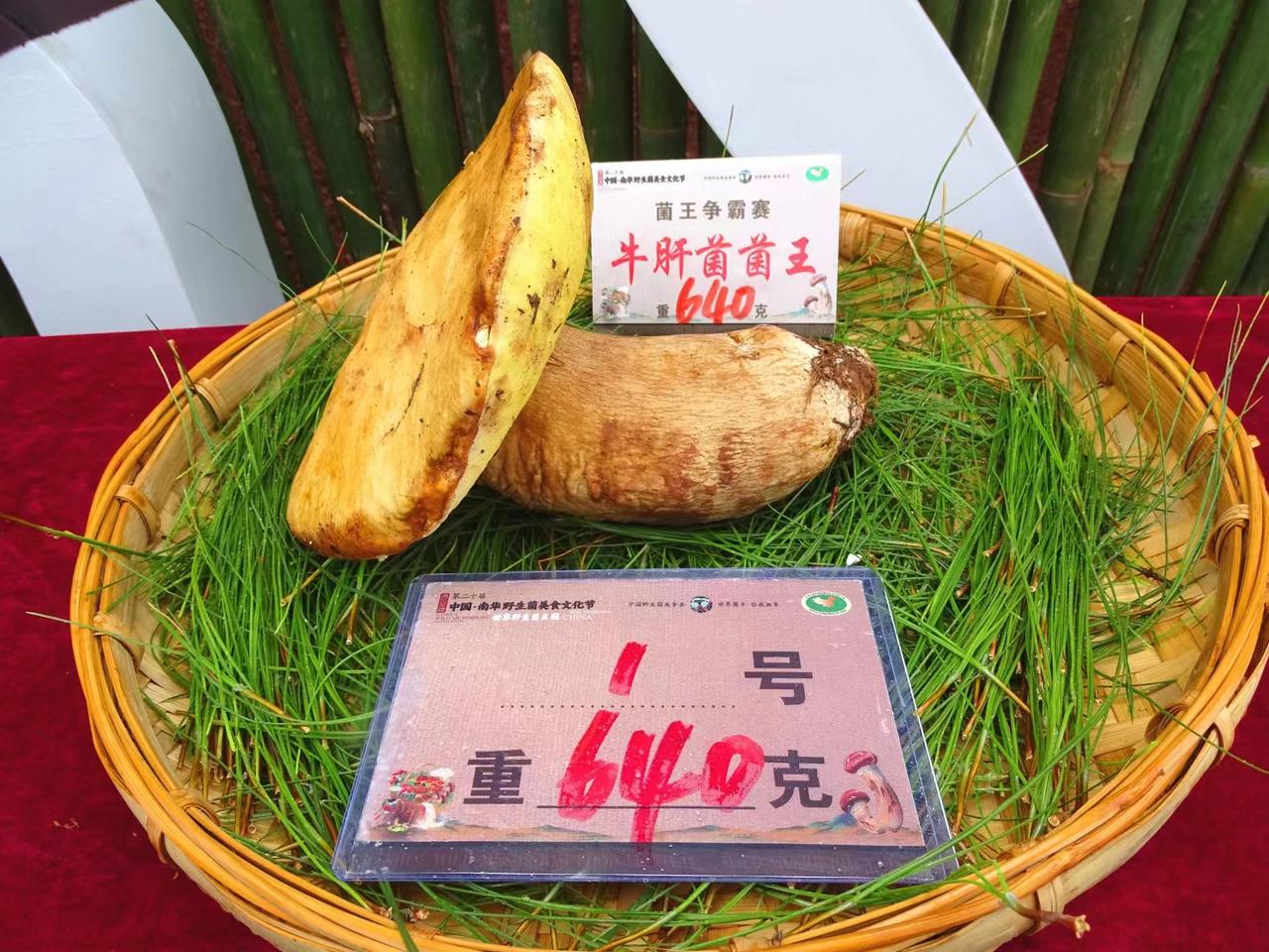 #云南##云南野生菌##楚雄南华野生菌美食文化节#【云南菌子知多少？“十大菌王”