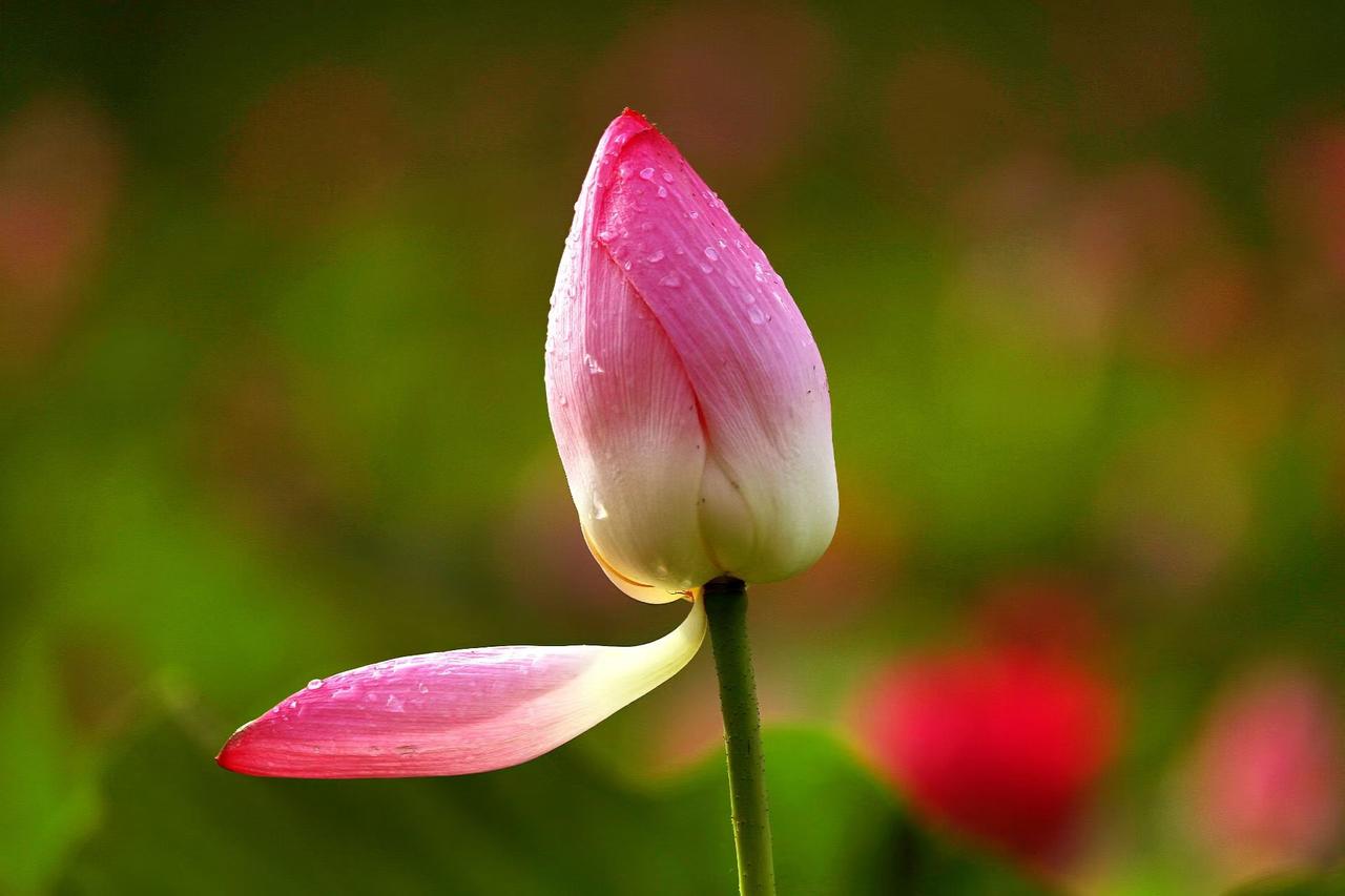 夏日荷花莲莲看夏日限定浪漫，藏在一池荷花里。花苞缀满晶莹水珠，盛放的粉莲引来蜂蝶