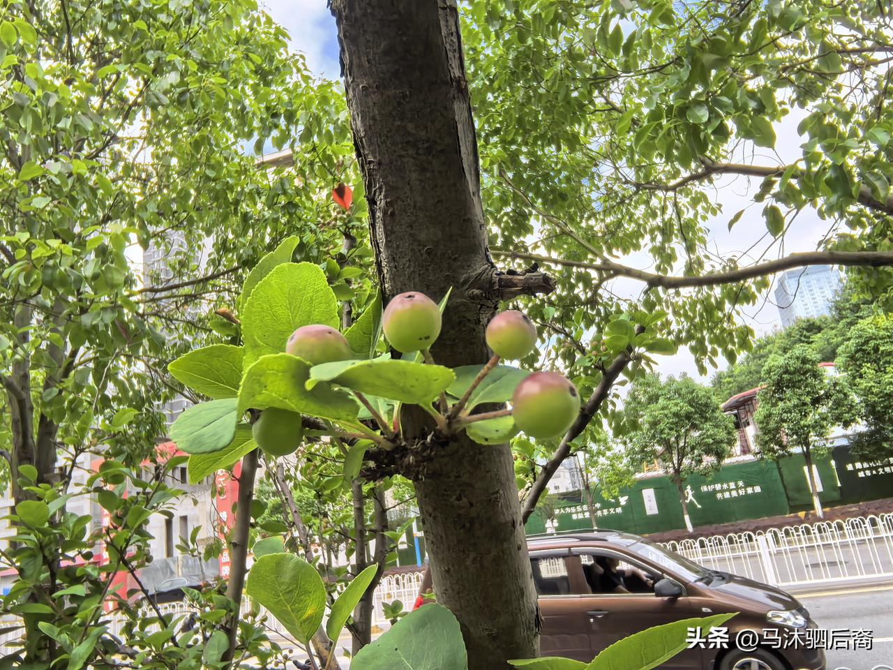 这是什么果果？
坐标昆明市华晨路。看上去小小的，外表绿中透淡红，圆溜溜的。
第一