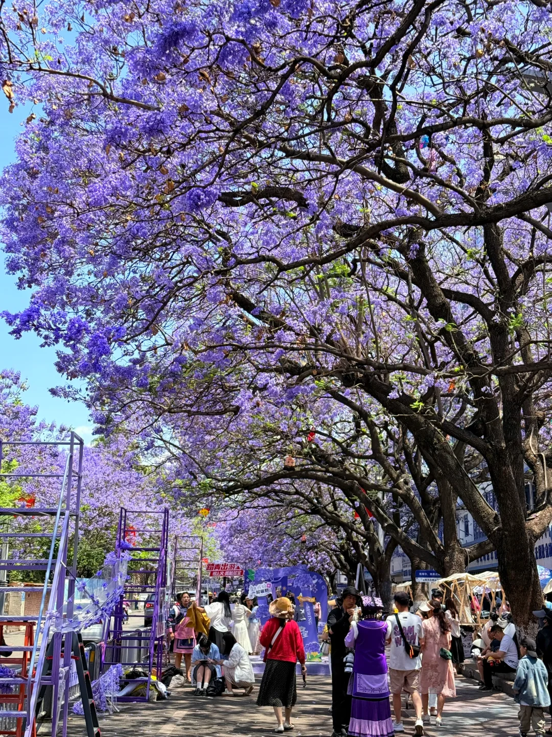 西昌蓝花楹！！！真的无人能敌……实在太美了！！