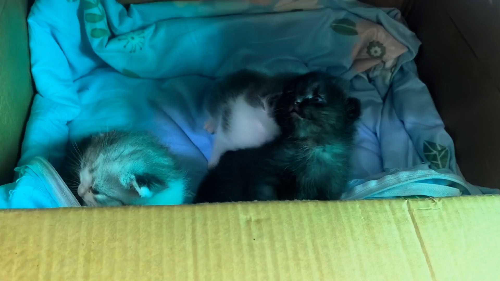 萌之，理解晒娃的父母了