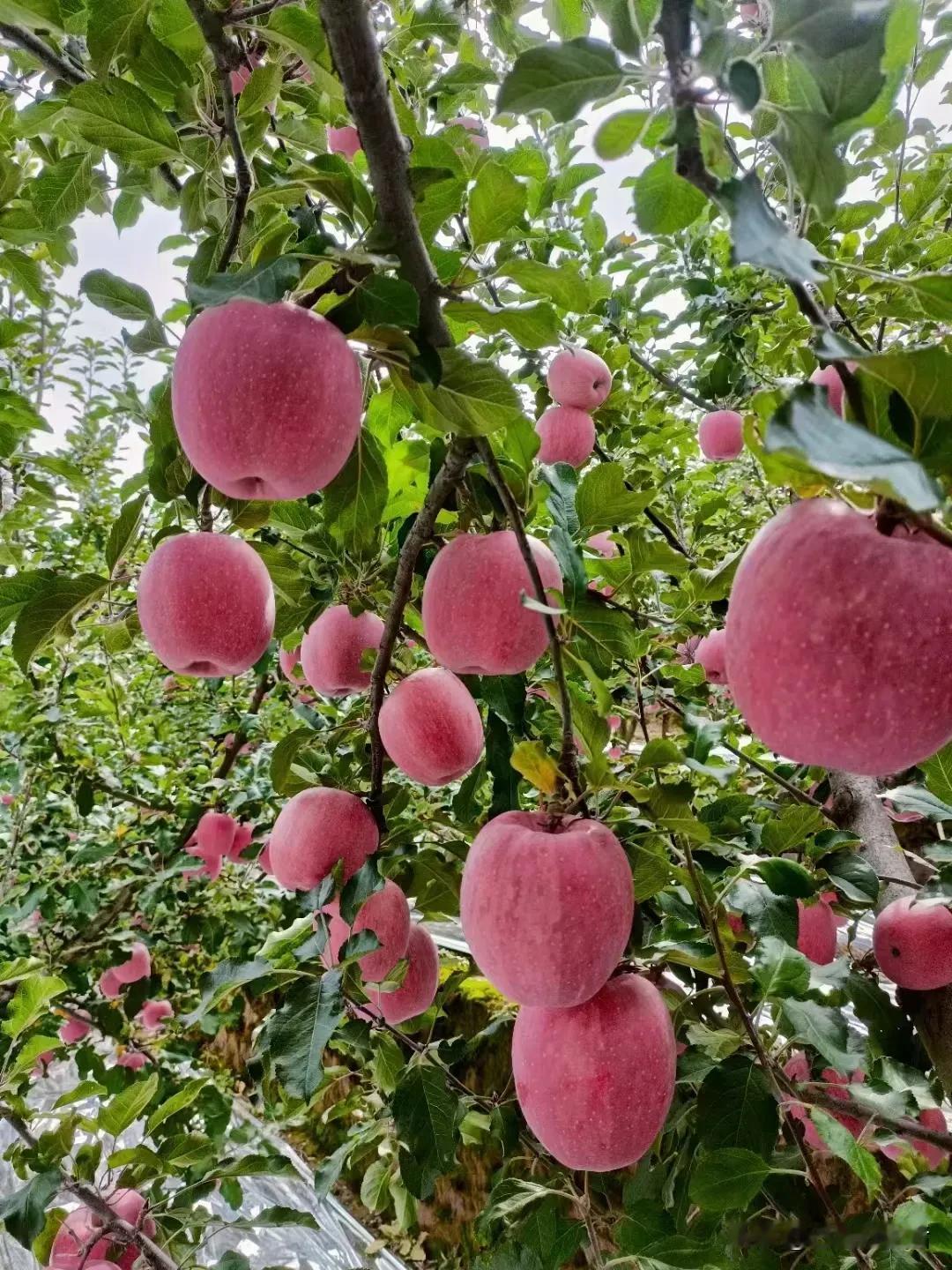 原来，天水秦安县，不只是水蜜桃好，红富士的品质也很不错。朋友圈看到有人卖秦安苹果