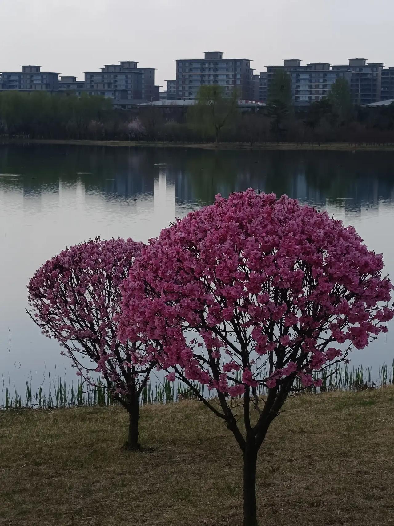 一场春雨过后，满地飘落桃花瓣和杏花瓣。湖边草地绿了，春梅花开了。春雨薄薄地落了一