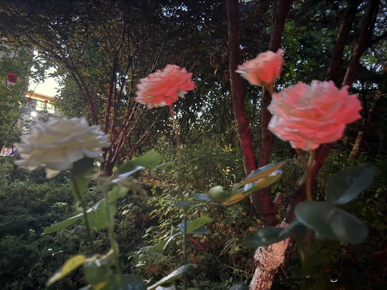 【小对联】
上：泡菜；
下：……？
