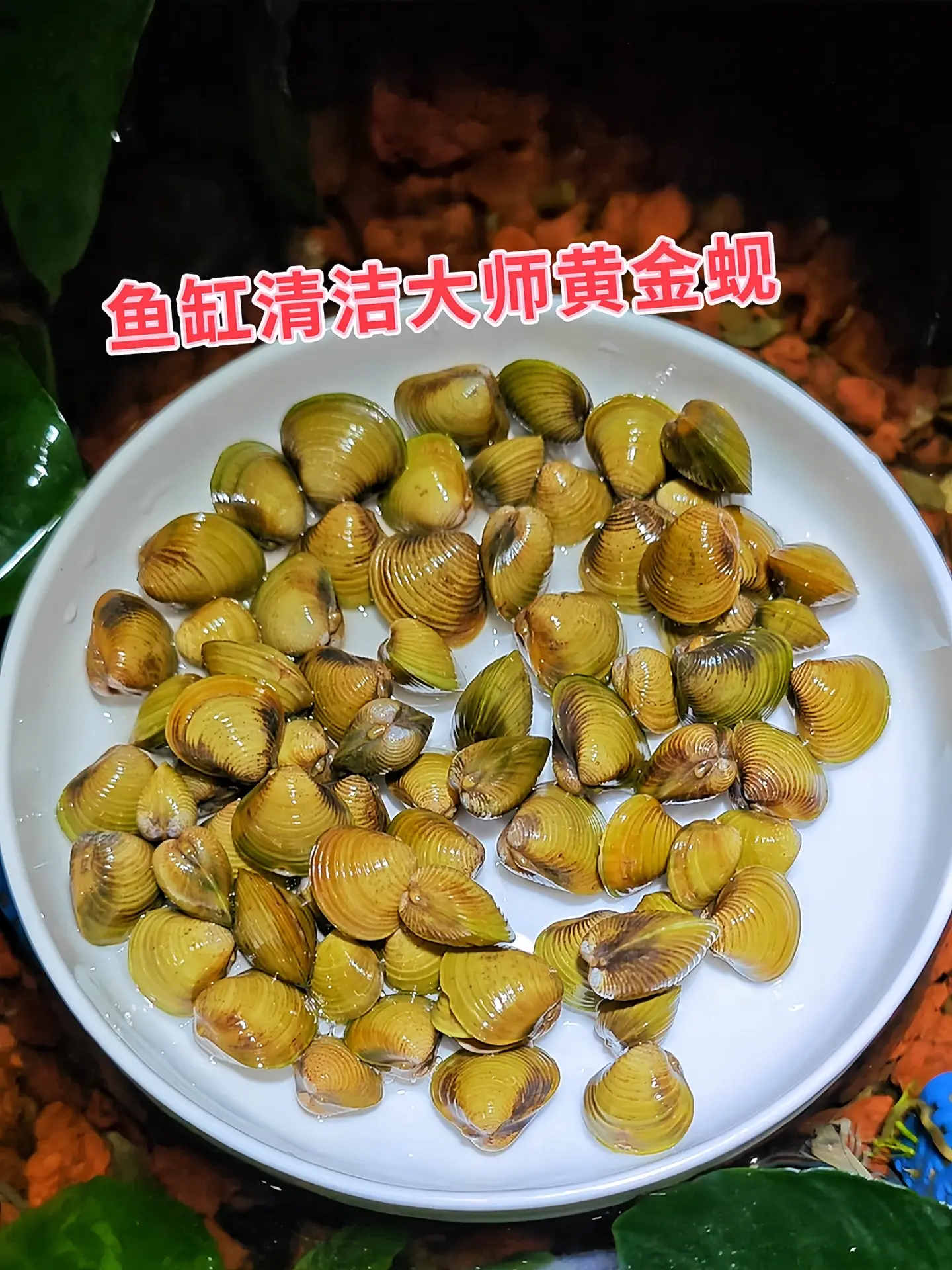 水质净化大师：在小小的鱼缸世界里，水质是生命的关键。黄金蚬就像一位不知...