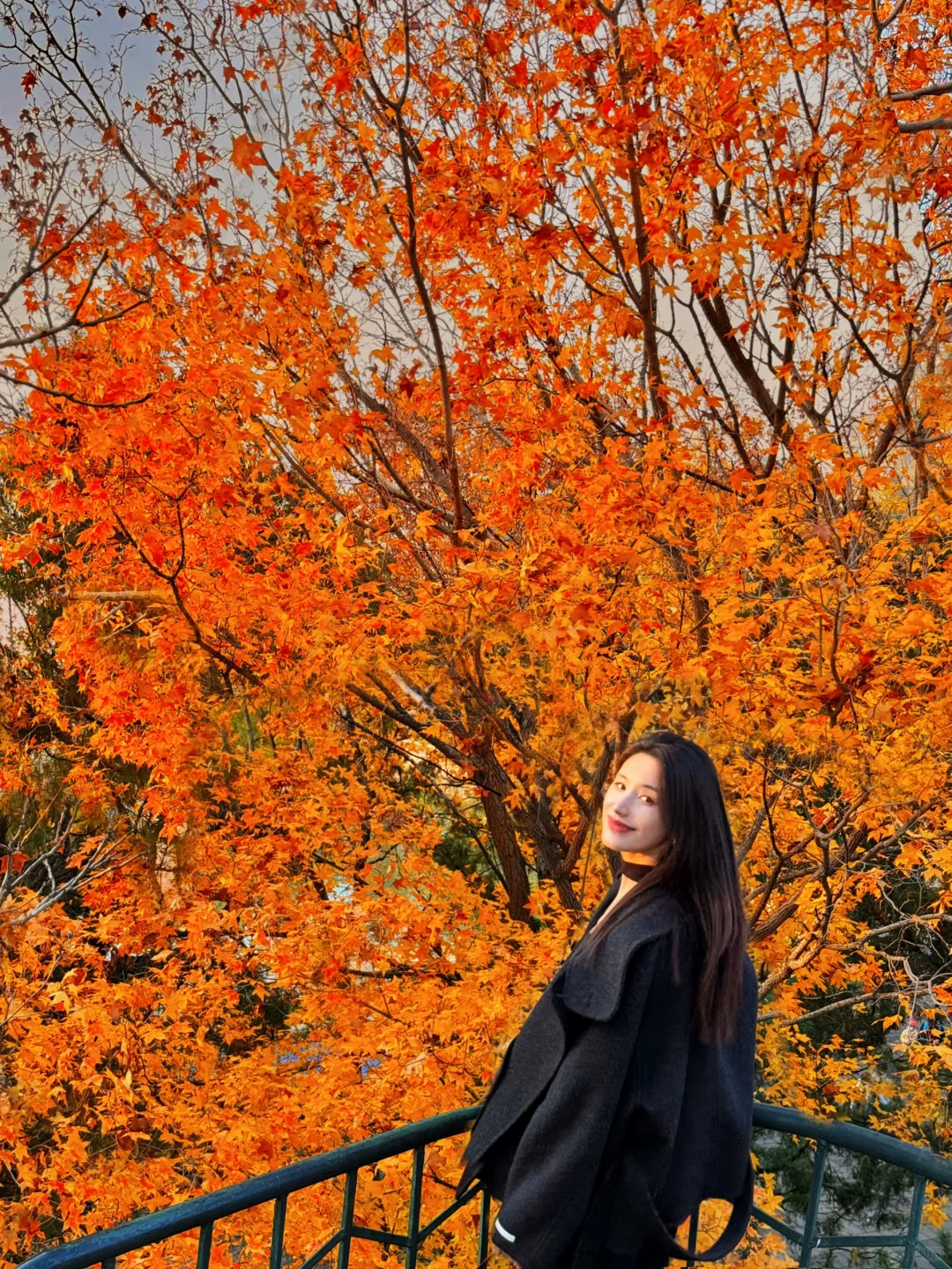 11.14live实拍 🍁「紫竹院」的秋色真的美疯了