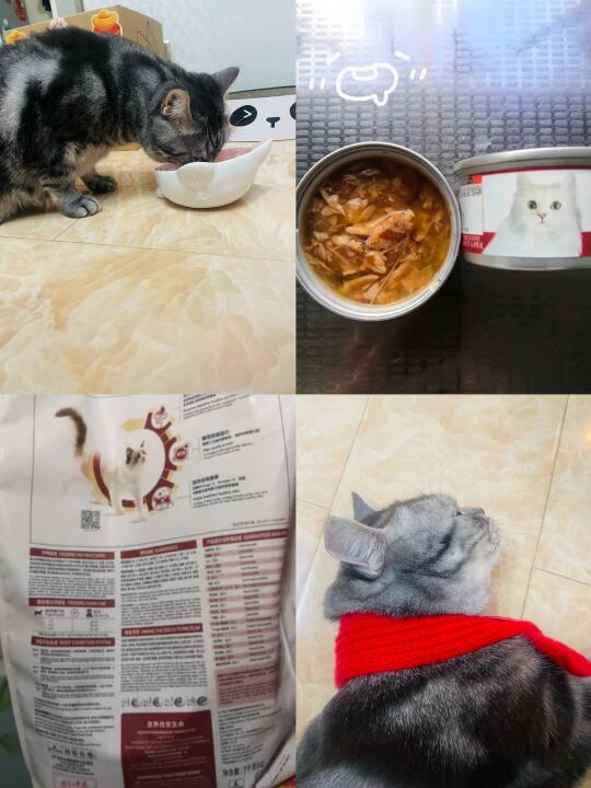 猫猫投喂日常