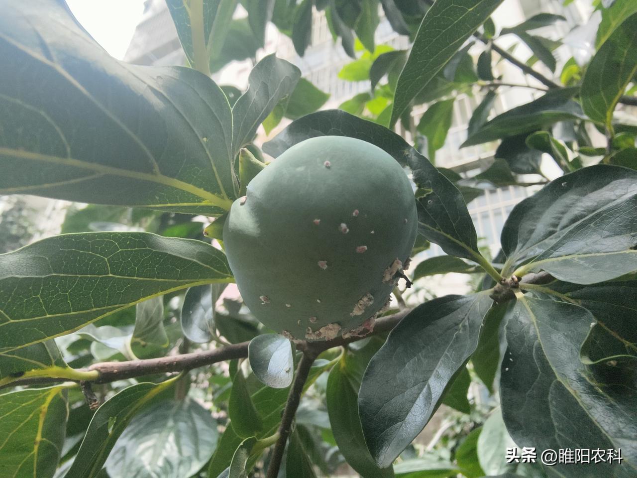 树虱子进入了高发期，怎样防治效果好？
柿绵蚧常被果农称为“树虱子”，是是柿子树上