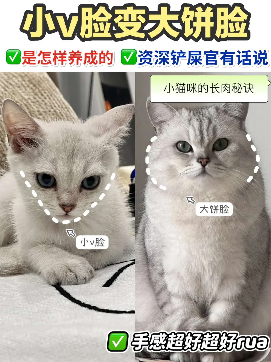 爆改小猫咪！小v脸如何变成大饼脸