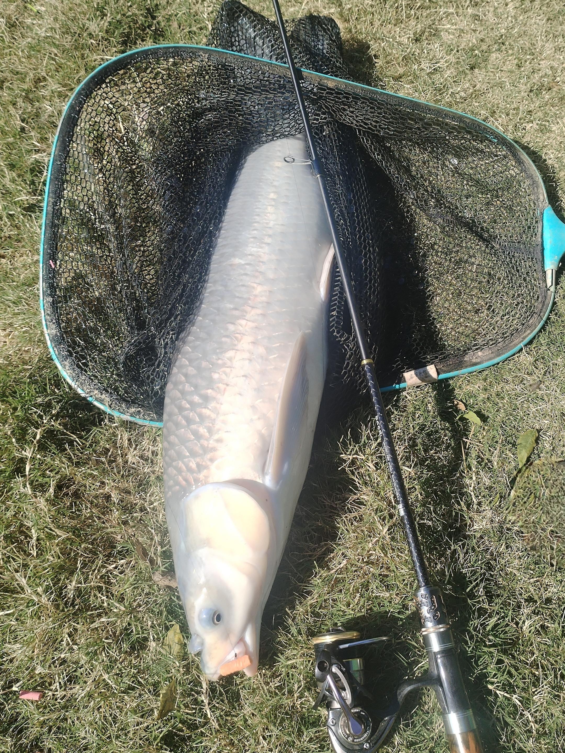 十七斤六两！大鱼上岸！钓手太给力了！天璇·鼎1.98米直柄伸缩滑漂竿...